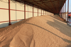 На ДП «Охтирський КХП» триває заготівля зерна